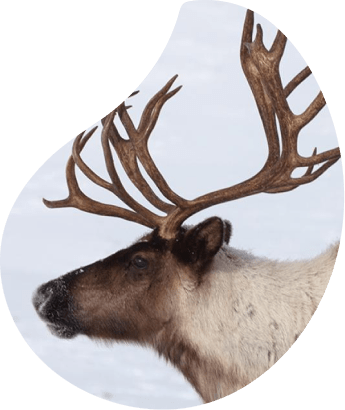 Caribou